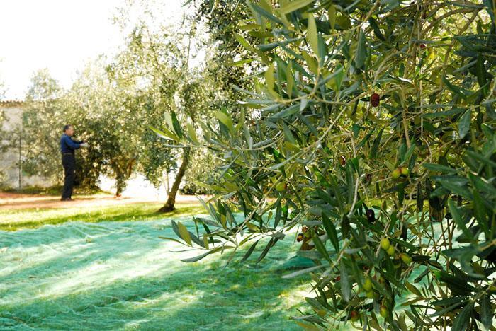 Podere Jana Antico Frantoio Vinci Dış mekan fotoğraf